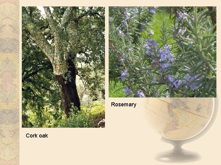 Rosemary Cork oak 