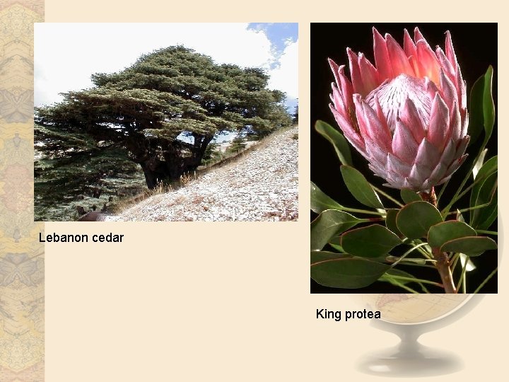 Lebanon cedar King protea 