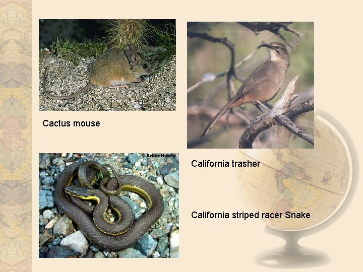 Cactus mouse California trasher California striped racer Snake 