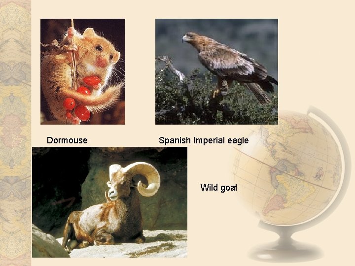 Dormouse Spanish Imperial eagle Wild goat 