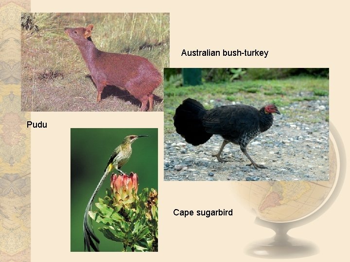 Australian bush-turkey Pudu Cape sugarbird 