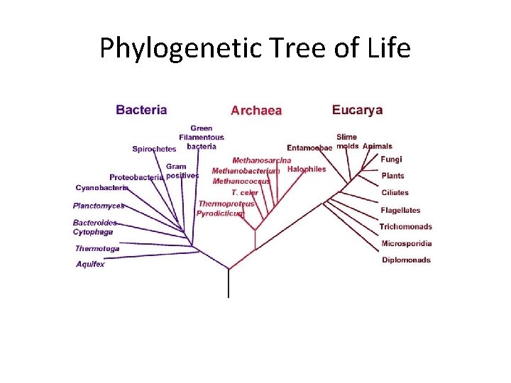 Phylogenetic Tree of Life 