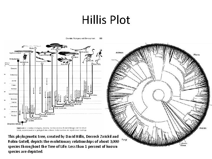 Hillis Plot This phylogenetic tree, created by David Hillis, Derreck Zwickil and Robin Gutell,