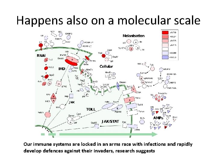 Happens also on a molecular scale Our immune systems are locked in an arms