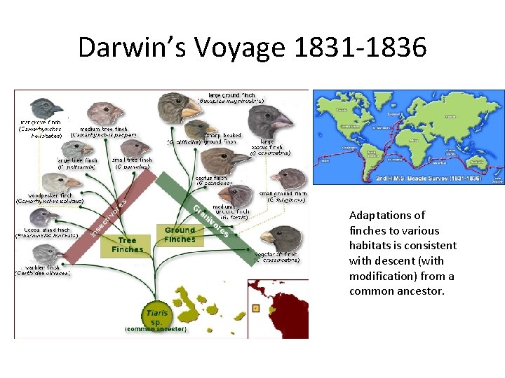 Darwin’s Voyage 1831 -1836 Adaptations of finches to various habitats is consistent with descent