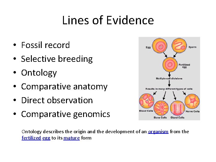 Lines of Evidence • • • Fossil record Selective breeding Ontology Comparative anatomy Direct