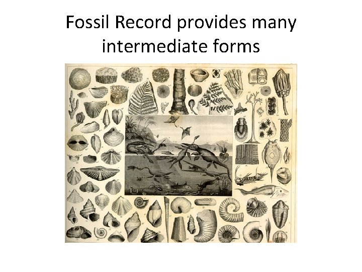 Fossil Record provides many intermediate forms 
