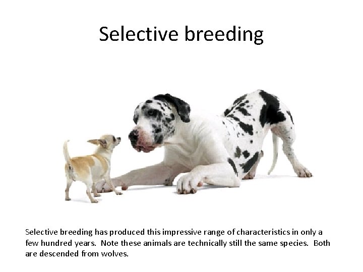 Selective breeding has produced this impressive range of characteristics in only a few hundred
