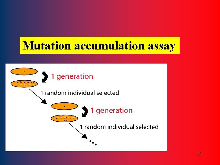 Mutation accumulation assay 15 