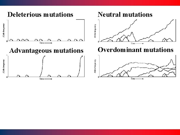 Deleterious mutations Neutral mutations Advantageous mutations Overdominant mutations 27 