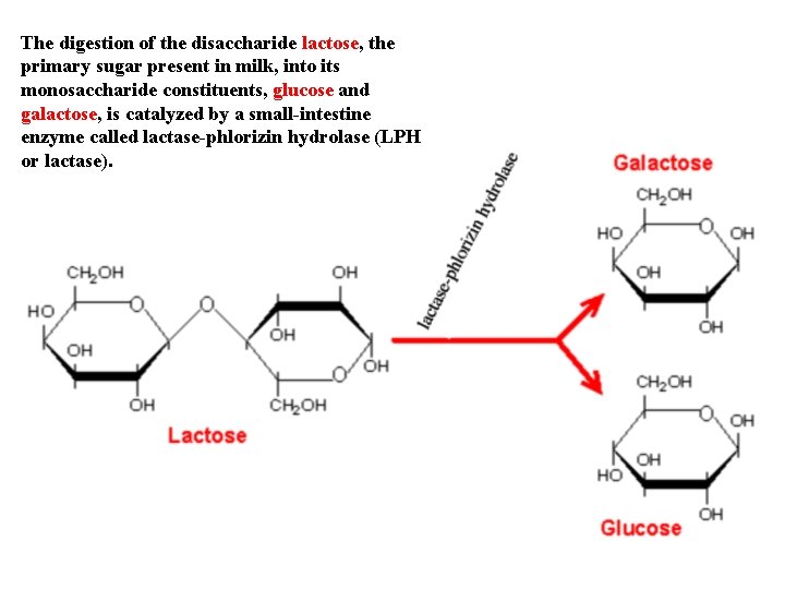 The digestion of the disaccharide lactose, the primary sugar present in milk, into its