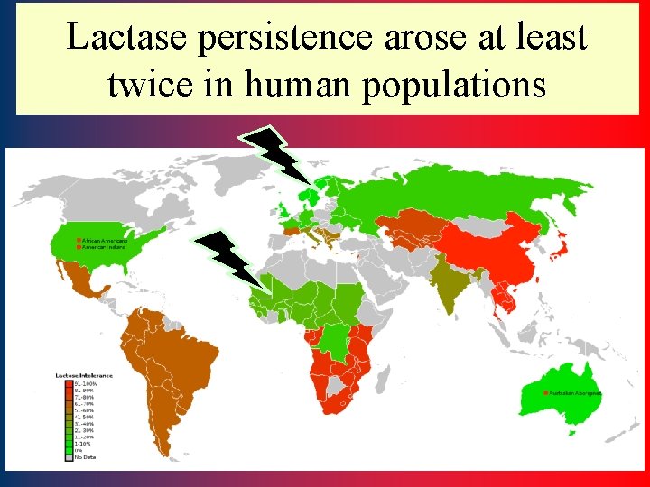 Lactase persistence arose at least twice in human populations 