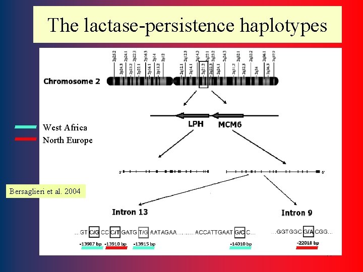 The lactase-persistence haplotypes West Africa North Europe Bersaglieri et al. 2004 44 