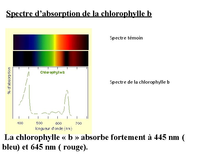 Spectre d’absorption de la chlorophylle b Spectre témoin Spectre de la chlorophylle b La Spectre d’absorption de la chlorophylle b Spectre témoin Spectre de la chlorophylle b La