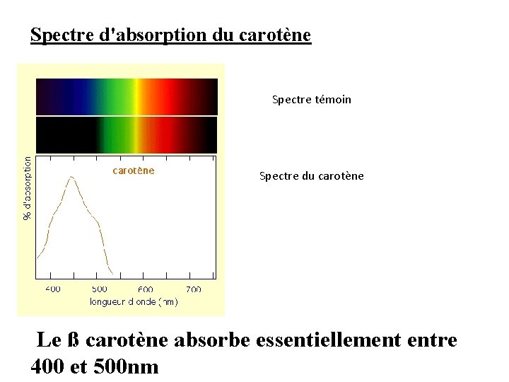 Spectre d'absorption du carotène Spectre témoin Spectre du carotène Le ß carotène absorbe essentiellement Spectre d'absorption du carotène Spectre témoin Spectre du carotène Le ß carotène absorbe essentiellement