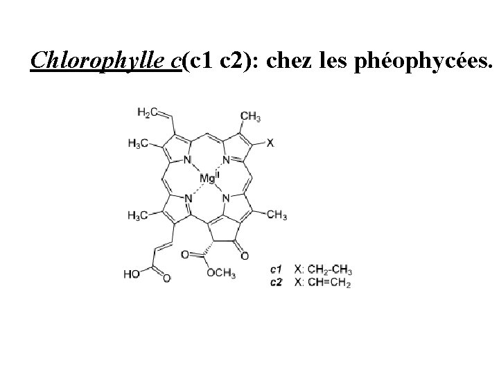 Chlorophylle c(c 1 c 2): chez les phéophycées. Chlorophylle c(c 1 c 2): chez les phéophycées.