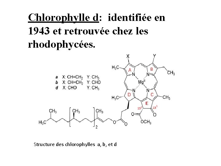 Chlorophylle d: identifiée en 1943 et retrouvée chez les rhodophycées. Structure des chlorophylles a, Chlorophylle d: identifiée en 1943 et retrouvée chez les rhodophycées. Structure des chlorophylles a,