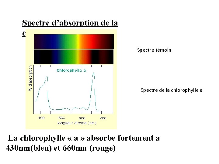 Spectre d’absorption de la chlorophylle a : Spectre témoin Spectre de la chlorophylle a Spectre d’absorption de la chlorophylle a : Spectre témoin Spectre de la chlorophylle a