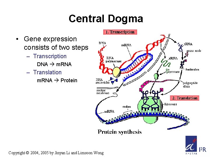 Central Dogma • Gene expression consists of two steps – Transcription DNA m. RNA