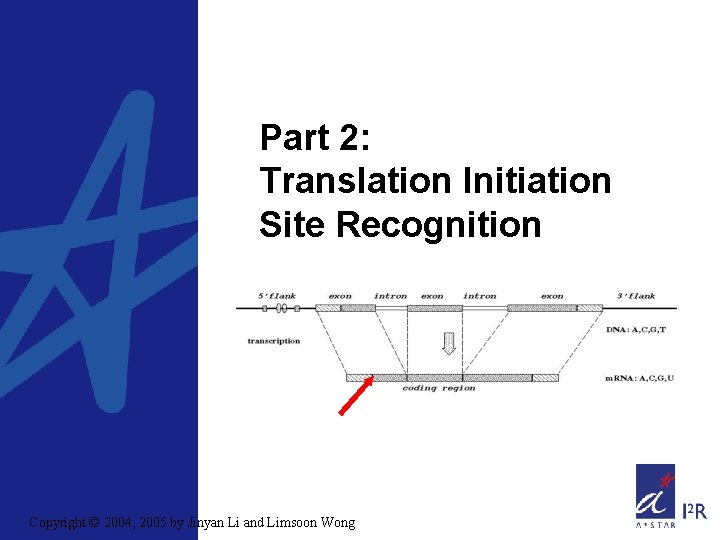 Part 2: Translation Initiation Site Recognition Copyright © 2004, 2005 by Jinyan Li and