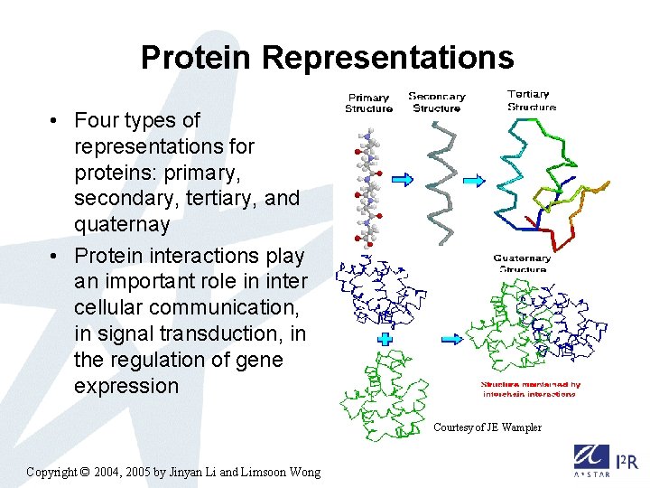 Protein Representations • Four types of representations for proteins: primary, secondary, tertiary, and quaternay