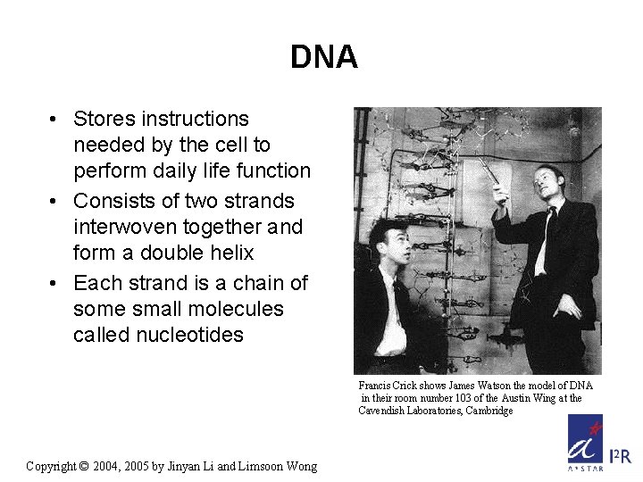 DNA • Stores instructions needed by the cell to perform daily life function •