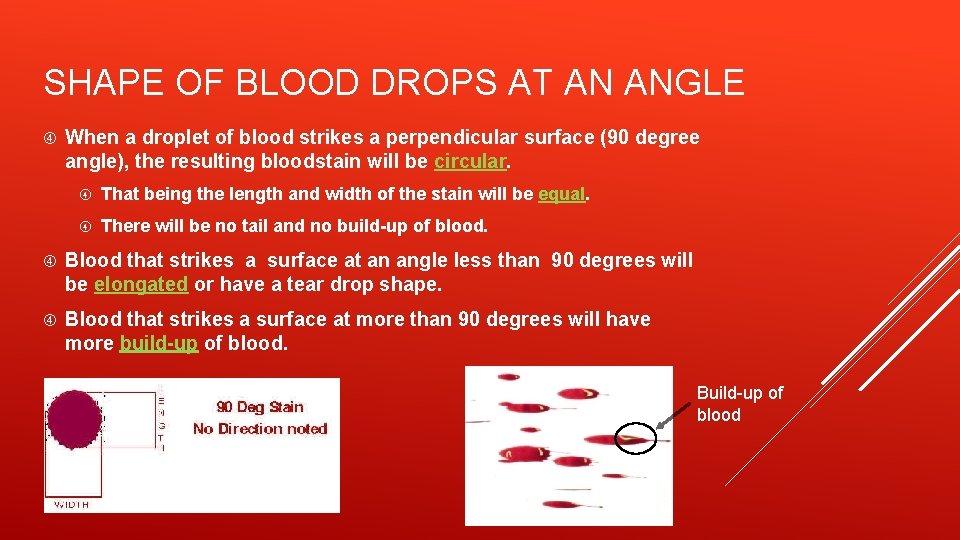 SHAPE OF BLOOD DROPS AT AN ANGLE When a droplet of blood strikes a