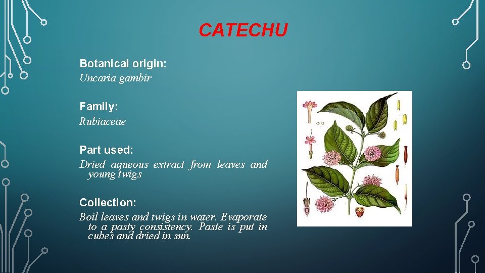 CATECHU Botanical origin: Uncaria gambir Family: Rubiaceae Part used: Dried aqueous extract from leaves