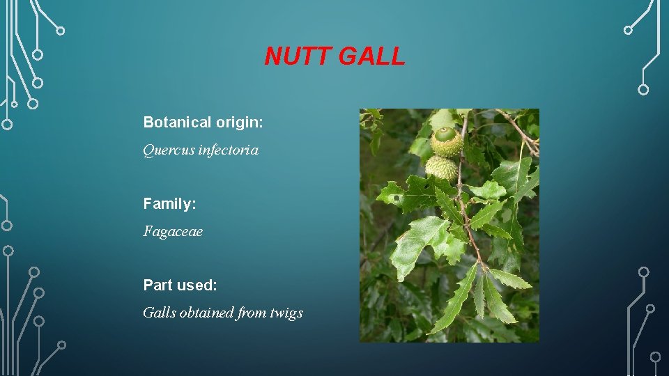 NUTT GALL Botanical origin: Quercus infectoria Family: Fagaceae Part used: Galls obtained from twigs