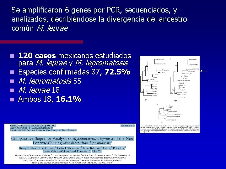 Se amplificaron 6 genes por PCR, secuenciados, y analizados, decribiéndose la divergencia del ancestro