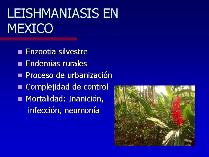 LEISHMANIASIS EN MEXICO n n n Enzootia silvestre Endemias rurales Proceso de urbanización Complejidad