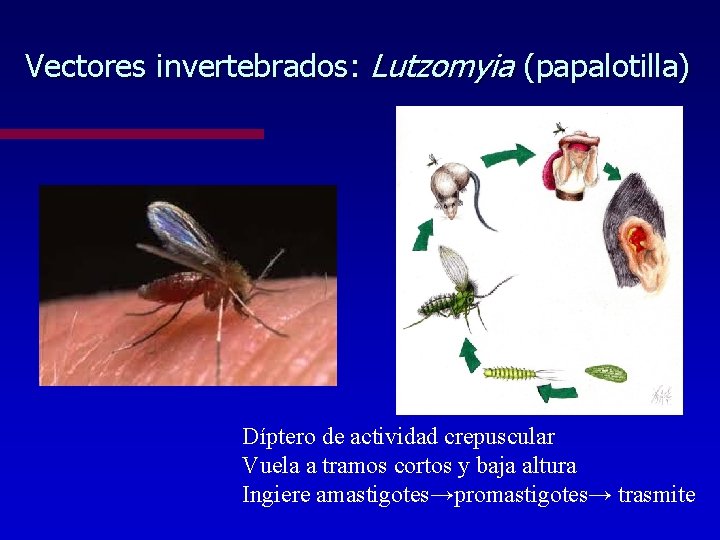 Vectores invertebrados: Lutzomyia (papalotilla) Díptero de actividad crepuscular Vuela a tramos cortos y baja