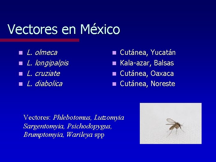 Vectores en México n n L. olmeca L. longipalpis L. cruziate L. diabolica Cutánea,