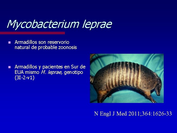 Mycobacterium leprae n Armadillos son reservorio natural de probable zoonosis n Armadillos y pacientes