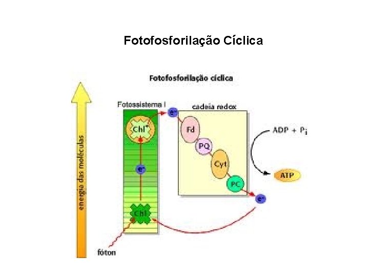 Fotofosforilação Cíclica 