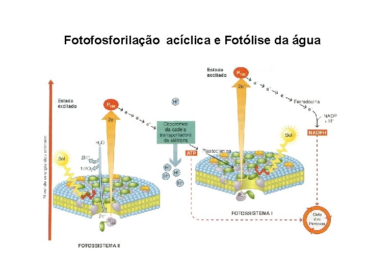 Fotofosforilação acíclica e Fotólise da água 