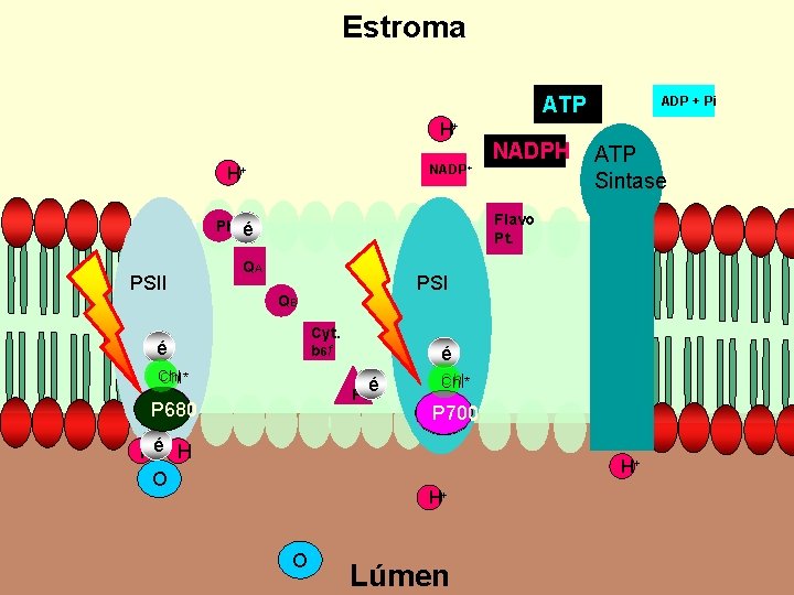 Estroma ATP H+ NADP+ H+ ATP Sintase Flavo Pt. Pheo é PSII NADPH ADP