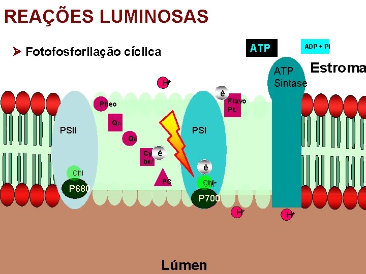 REAÇÕES LUMINOSAS ATP Fotofosforilação cíclica Estroma ATP Sintase H+ é Pheo PSII QA Flavo