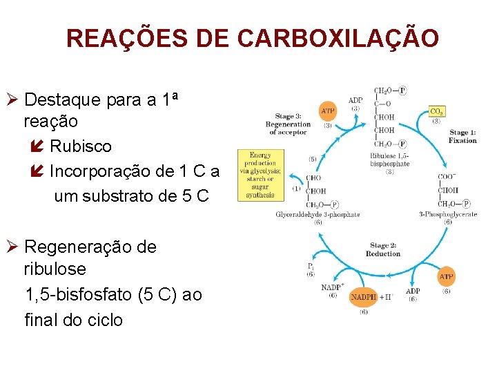 REAÇÕES DE CARBOXILAÇÃO Destaque para a 1ª reação Rubisco Incorporação de 1 C a