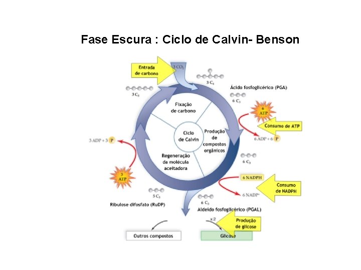 Fase Escura : Ciclo de Calvin- Benson 