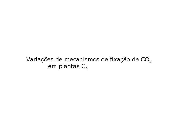 Variações de mecanismos de fixação de CO 2 em plantas C 4 