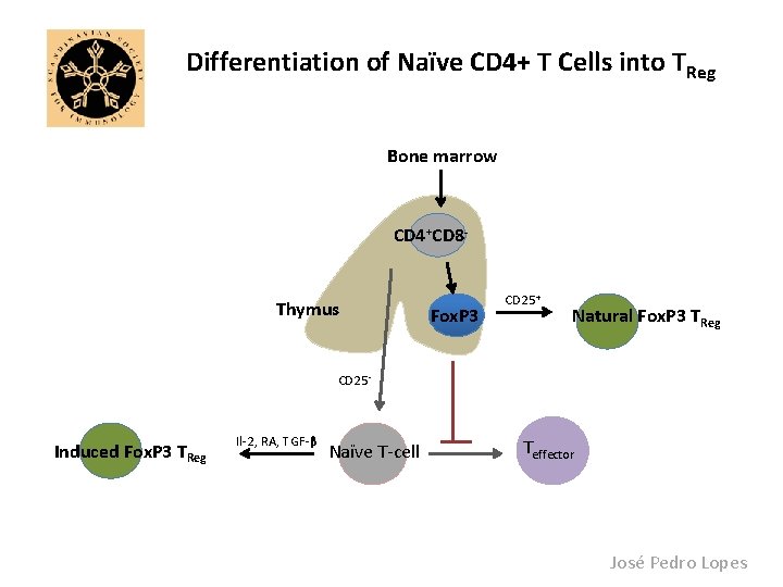 Differentiation of Naïve CD 4+ T Cells into TReg Bone marrow CD 4+CD 8