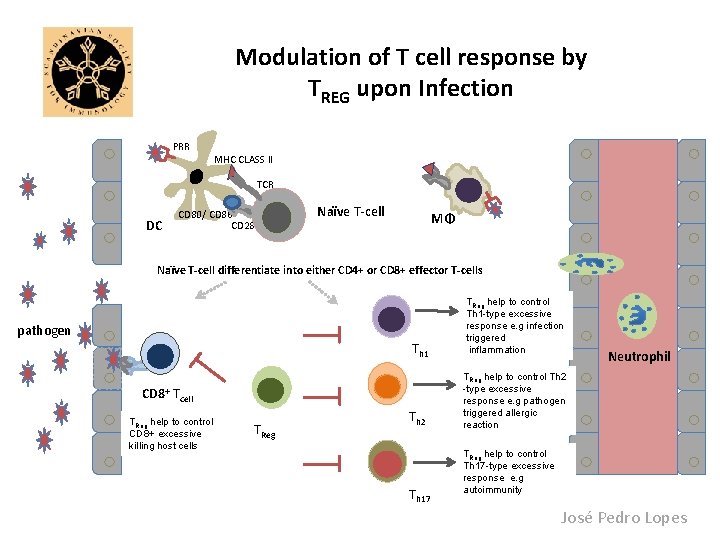 Modulation of T cell response by TREG upon Infection PRR MHC CLASS II TCR