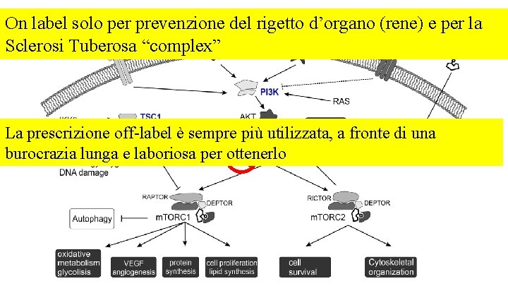 On label solo per prevenzione del rigetto d’organo (rene) e per la Sclerosi Tuberosa