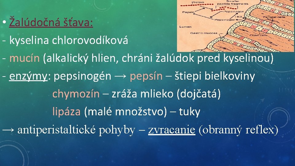  • Žalúdočná šťava: - kyselina chlorovodíková - mucín (alkalický hlien, chráni žalúdok pred