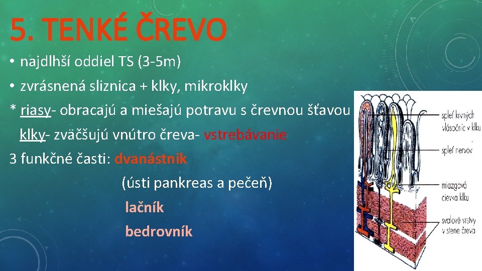5. TENKÉ ČREVO • najdlhší oddiel TS (3 -5 m) • zvrásnená sliznica +