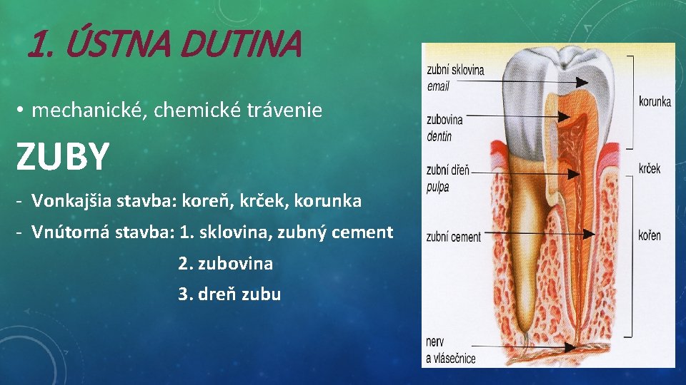 1. ÚSTNA DUTINA • mechanické, chemické trávenie ZUBY - Vonkajšia stavba: koreň, krček, korunka