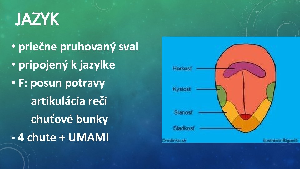 JAZYK • priečne pruhovaný sval • pripojený k jazylke • F: posun potravy artikulácia