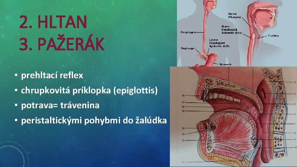 2. HLTAN 3. PAŽERÁK • • prehltací reflex chrupkovitá príklopka (epiglottis) potrava= trávenina peristaltickými