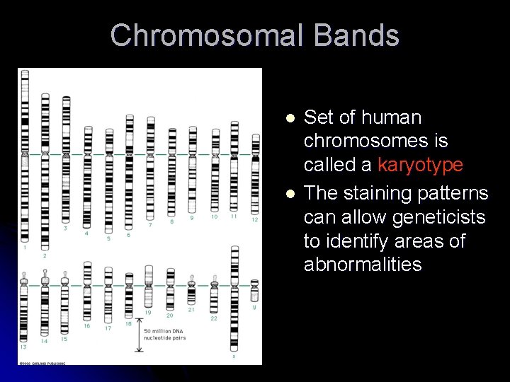 Chromosomal Bands l l Set of human chromosomes is called a karyotype The staining